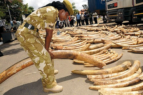20.000 voi Châu Phi bị giết mỗi năm